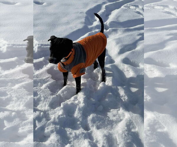 Medium Photo #2 Cocker Spaniel-Unknown Mix Puppy For Sale in New London, WI, USA