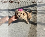 Small Photo #1 Cavapoo Puppy For Sale in RANDOLPH, MA, USA