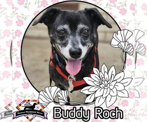 Chiweenie Dogs for adoption in San Antonio, TX, USA