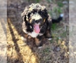 Small Photo #2 Bernedoodle Puppy For Sale in NASHVILLE, TN, USA