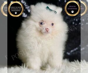 Pomeranian Puppy for sale in WARSAW, IN, USA