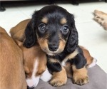 Puppy Kalicee Dachshund
