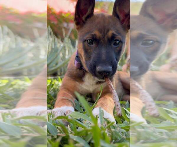 Medium Photo #3 Mutt Puppy For Sale in Imlay City, MI, USA