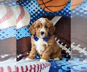 Cavapoo Puppy for sale in NEW PROVIDENCE, PA, USA