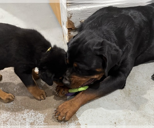 Medium Photo #2 Rottweiler Puppy For Sale in BRIGHTON, CO, USA