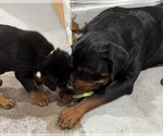 Small #1 Rottweiler