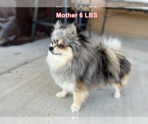 Mother of the Pomeranian puppies born on 09/16/2022