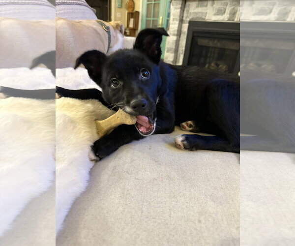 Medium Photo #1 Labrador Retriever-Unknown Mix Puppy For Sale in Sandy, UT, USA