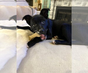 Labrador Retriever-Unknown Mix Dogs for adoption in Sandy, UT, USA