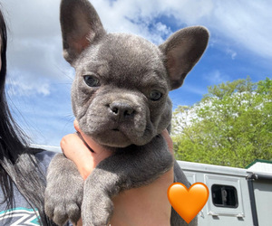 French Bulldog Puppy for sale in OXFORD, OH, USA