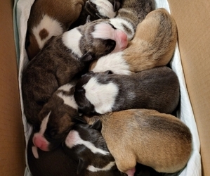 American Bulldog Puppy for sale in ERLANGER, KY, USA