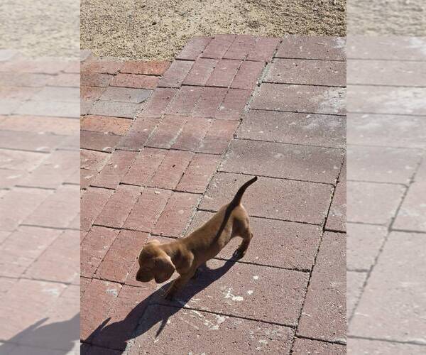 Medium Photo #4 Dachshund Puppy For Sale in PHOENIX, AZ, USA