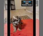 Small #1 Yorkshire Terrier