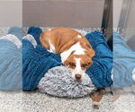Small #2 Basset Hound