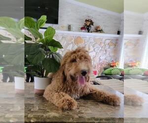 Goldendoodle Puppy for sale in KISSIMMEE, FL, USA