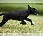Small #8 German Shepherd Dog-Retriever  Mix