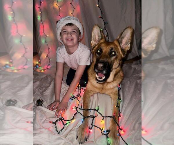 Medium Photo #40 German Shepherd Dog Puppy For Sale in LA FAYETTE, NY, USA
