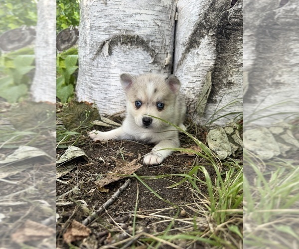 Medium Photo #9 Alaskan Klee Kai-Pomsky Mix Puppy For Sale in STAPLES, MN, USA