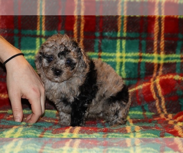 Medium Photo #6 Poodle (Toy) Puppy For Sale in DYERSBURG, TN, USA