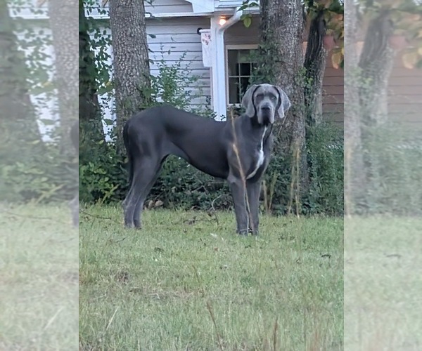 Medium Photo #1 Great Dane Puppy For Sale in TEN MILE, TN, USA