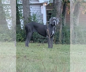 Great Dane Puppy for sale in TEN MILE, TN, USA