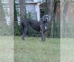 Pip - Female Great Dane Puppy for Sale - Small photo
