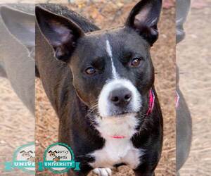 Boxer-Unknown Mix Dogs for adoption in Kennesaw, GA, USA