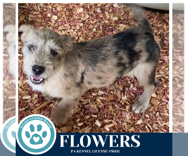 Medium Photo #4 Dachshund-Unknown Mix Puppy For Sale in Kimberton, PA, USA