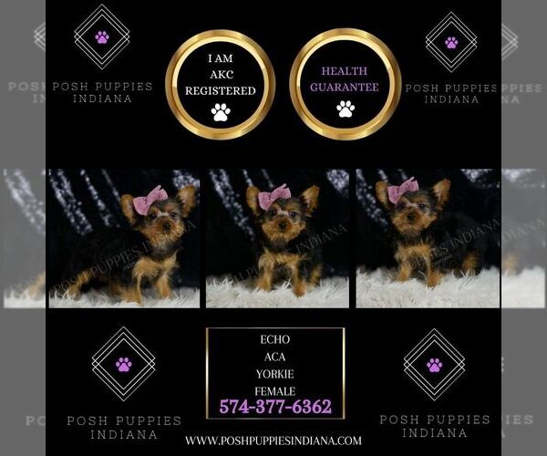 Medium Photo #2 Yorkshire Terrier Puppy For Sale in WARSAW, IN, USA