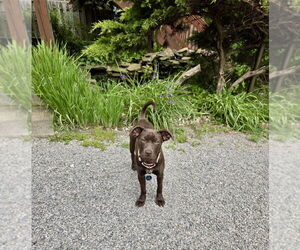 Mutt Dogs for adoption in Springdale, PA, USA