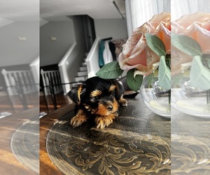 Yorkshire Terrier Puppy for sale in PORTLAND, OR, USA