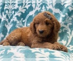 Small Photo #9 Goldendoodle (Miniature) Puppy For Sale in LAKELAND, FL, USA