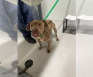 Mutt Dogs for adoption in Augusta, GA, USA