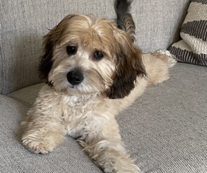 Cavapoo Puppy for sale in OCEAN SPRINGS, MS, USA