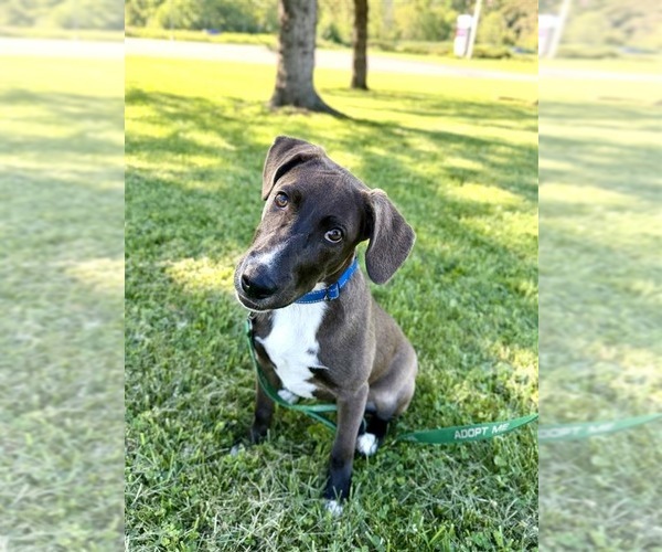 Medium Photo #9 Mutt Puppy For Sale in Gloversville, NY, USA