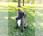Small #8 Mutt