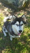 Small Photo #11 Siberian Husky Puppy For Sale in CENTERVILLE, NC, USA