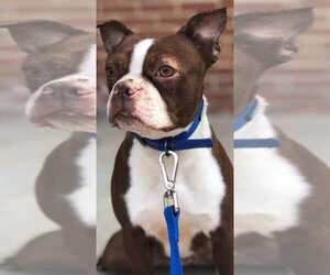 Boston Terrier Dogs for adoption in Godfrey, IL, USA