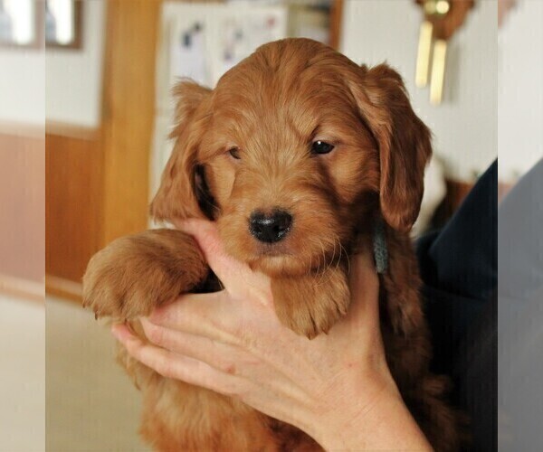 Medium Photo #6 Goldendoodle (Miniature) Puppy For Sale in LEOLA, PA, USA
