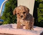Small Photo #31 Cavapoo (Miniature) Puppy For Sale in GOSHEN, IN, USA