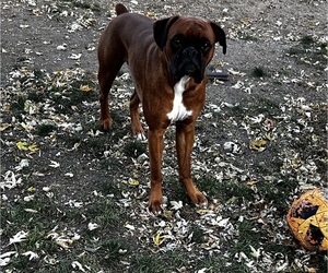 Father of the Boxer puppies born on 01/02/2026