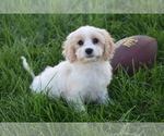 Small #4 Cavachon