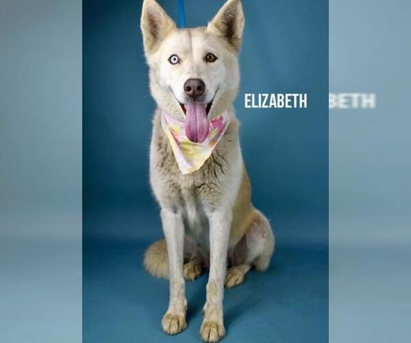 Medium Photo #1 Siberian Husky Puppy For Sale in Bakersfield, CA, USA