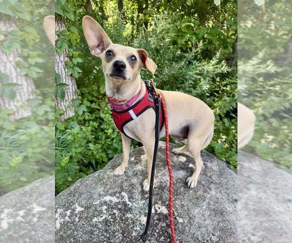 Medium Photo #9 Chihuahua-Unknown Mix Puppy For Sale in New York, NY, USA