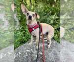Small Photo #9 Chihuahua-Unknown Mix Puppy For Sale in New York, NY, USA