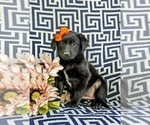 Small Photo #3 Borador-Labrador Retriever Mix Puppy For Sale in OXFORD, PA, USA