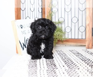 Shih-Poo Puppy for sale in NAPLES, FL, USA