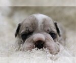 Small Photo #3 English Bulldog Puppy For Sale in FAIRFAX STATION, VA, USA