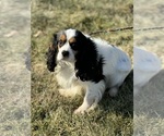 Small Photo #1 Cavalier King Charles Spaniel Puppy For Sale in CENTRALIA, IL, USA