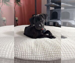 Labrador Retriever-Unknown Mix Dogs for adoption in Sheboygan, WI, USA